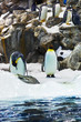 Penguins