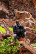 Gorilla monkey in park at Tenerife Canary