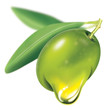 zeytin ve zeytin yağı