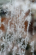 Eiskristtalle an einem Fenster 2