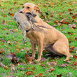 Golden Labrador retriever carrying the pheasant