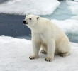 Polar bear in natural environment