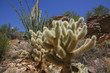 The teddy bear cholla is named for its furry "cuddly" appearance