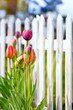 Frühling am Gartenzaun