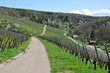 Streuobstwiesen und Weinberge im Remstal