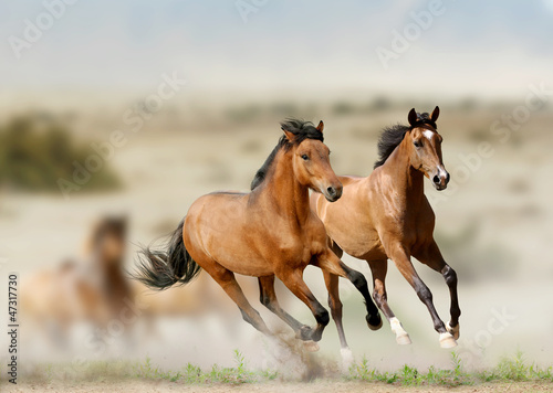 Photo: horses horses