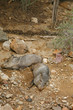 American Collared Peccary or Javelina, a species of Suidae found