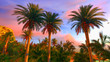Illustration: Hawaiian paradise Hawaiian paradise