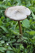 Fungo nell'erba - Mushroom in the grass