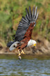 African fish eagle at lake Naivasha
