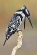 Pied kingfisher