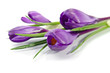 Foto: Beautiful violet crocus isolated on white Beautiful violet crocus isolated on white