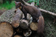Baummarder