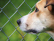 Photo: Hinter Gittern 61, eingesperrt Hinter Gittern 61, eingesperrt