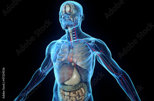 Illustration: 3D human body with internal organs 3D human body with internal organs