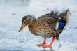 Stockente