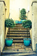 Laurel plants