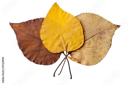 Photo: Autumn leaves isolited on white Autumn leaves isolited on white