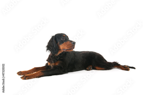 Photo: Gordon setter laying down Gordon setter laying down