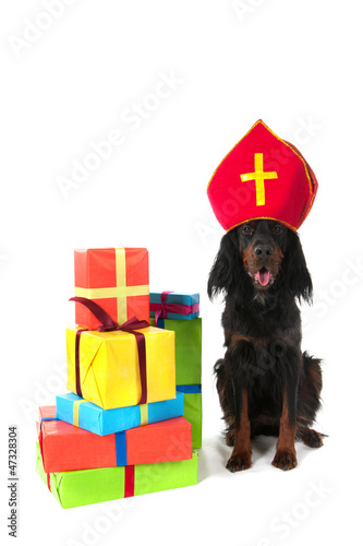 Photo: Dutch Sinterklaas dog Dutch Sinterklaas dog