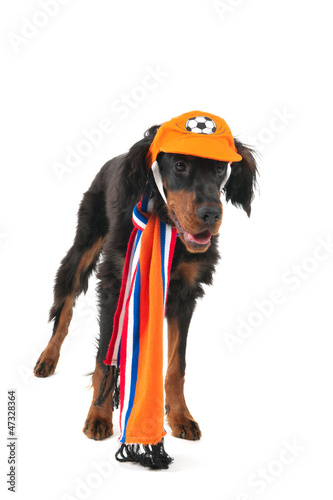 Photo: Dutch soccer dog Dutch soccer dog