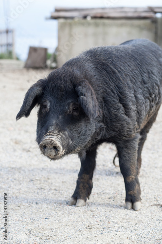 Photo: Black pig Black pig