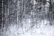 Photo: Trees in snow Trees in snow