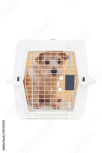 Photo: キャリーバッグに入った犬 キャリーバッグに入った犬