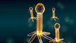 bacteriophage in HD