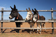 Photo: three donkeys peeking through the fence three donkeys peeking through the fence