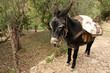 donkey with heavy cargo