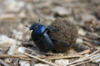Dung Beetle With Compost Ball Dung Beetle With Compost Ball