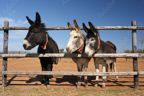 Photo: three donkeys peeking through the fence three donkeys peeking through the fence