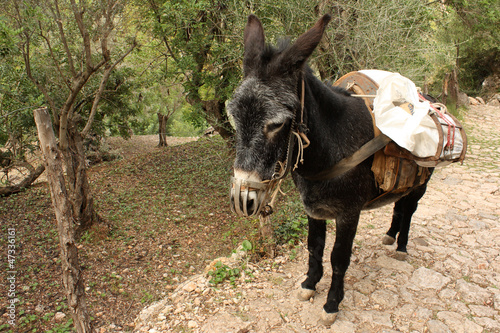 Photo: donkey with heavy cargo donkey with heavy cargo