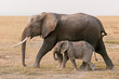 Amboseli elephants