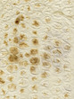 background texture of lavash