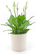 Spathiphyllum flower