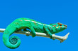 Foto: caméléon caméléon