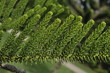Photo: Colorful pine branches Colorful pine branches