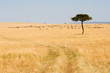 Wide Savannah in Masai Mara National Reserve