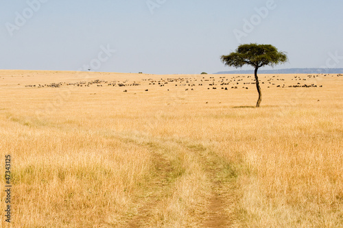 Photo: Wide Savannah in Masai Mara National Reserve Wide Savannah in Masai Mara National Reserve