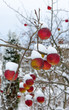 Apple branch covered by fresh snow
