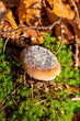 Schneebedeckter Pilz