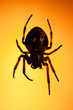 Big dark scary spider