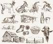 breeding goats