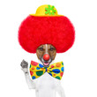 clown dog with red wig and hat
