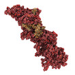 BRCA2 (breast cancer susceptibility gene 2) tumor suppressor pro