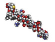 Glucagon peptide hormone molecule, chemical structure