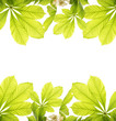 Fresh chestnut leafs