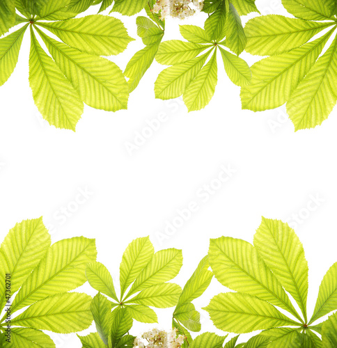 Photo: Fresh chestnut leafs Fresh chestnut leafs